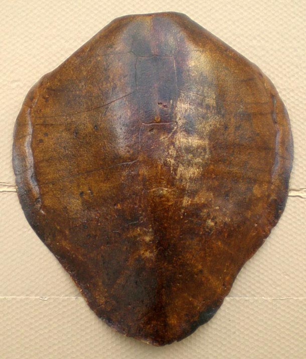 Caparazon de Tortuga